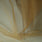 Tüll – Goldbeige