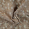 Lochstickerei-Stoff aus Baumwolle – Beige